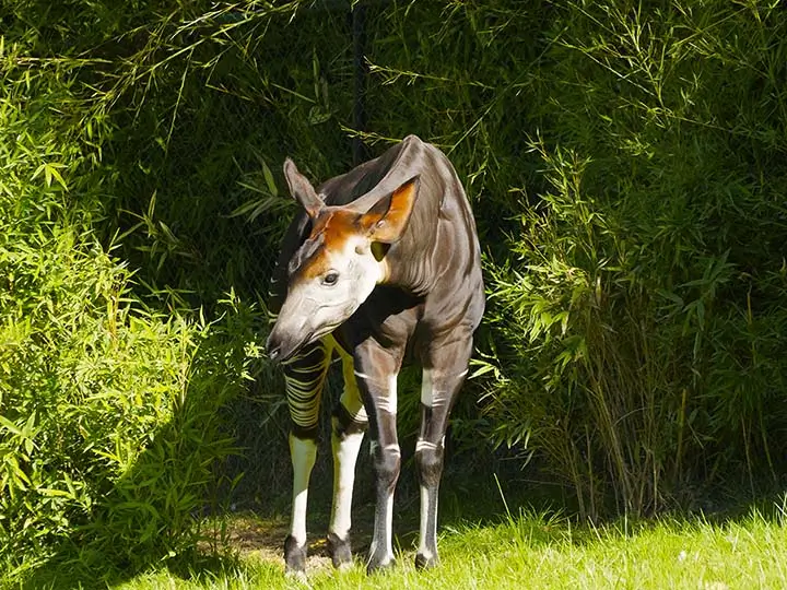 Okapi Large